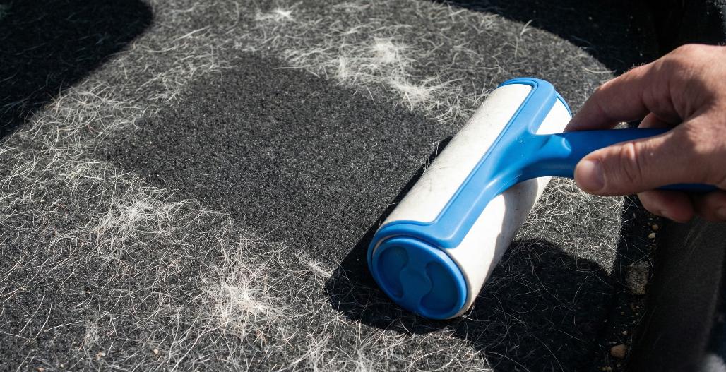 A close-up photograph showing a hand pushing a blue and white adhesive lint roller across a dark car boot liner that is heavily ingrained with matted white pet fur. A clean strip on the carpet is clearly visible in the roller's wake, demonstrating the cleaning action under harsh sunlight.
