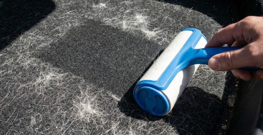 A close-up photograph showing a hand pushing a blue and white adhesive lint roller across a dark car boot liner that is heavily ingrained with matted white pet fur. A clean strip on the carpet is clearly visible in the roller's wake, demonstrating the cleaning action under harsh sunlight.